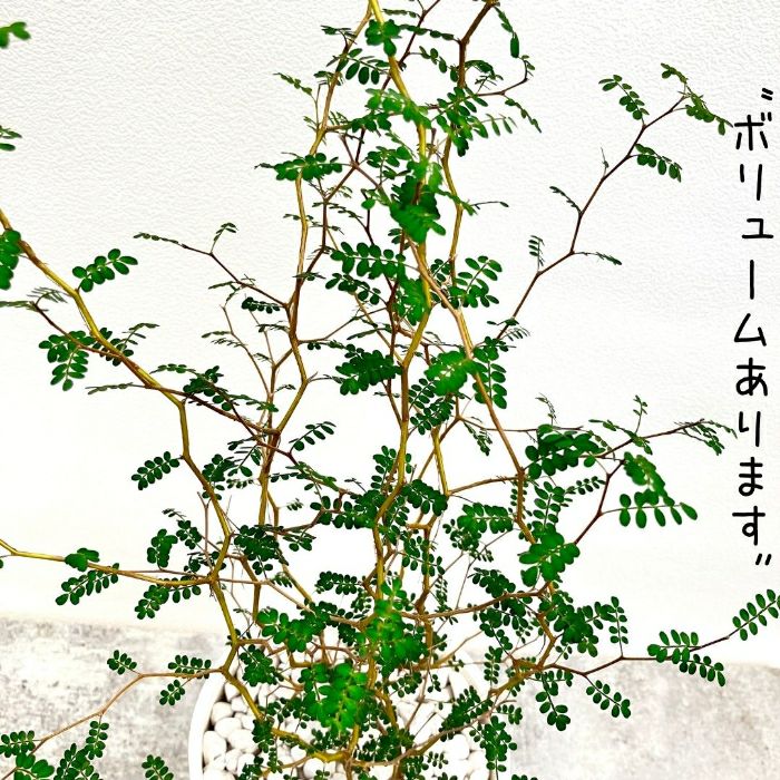 観葉植物現品販売