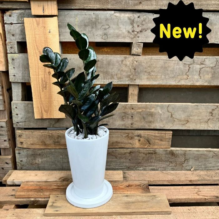 観葉植物現品販売