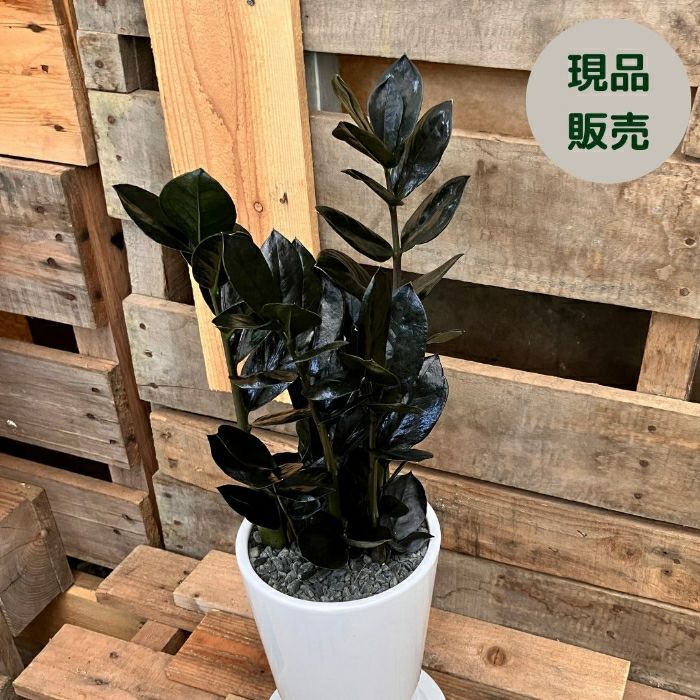 観葉植物現品販売