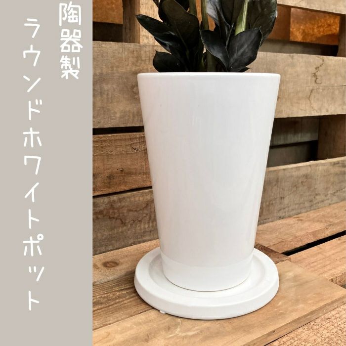 観葉植物現品販売