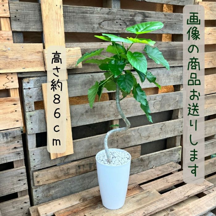 観葉植物現品販売