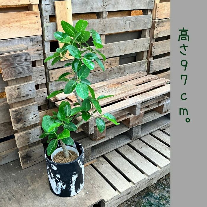 観葉植物現品販売