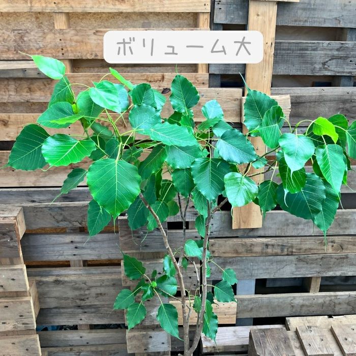 観葉植物現品販売