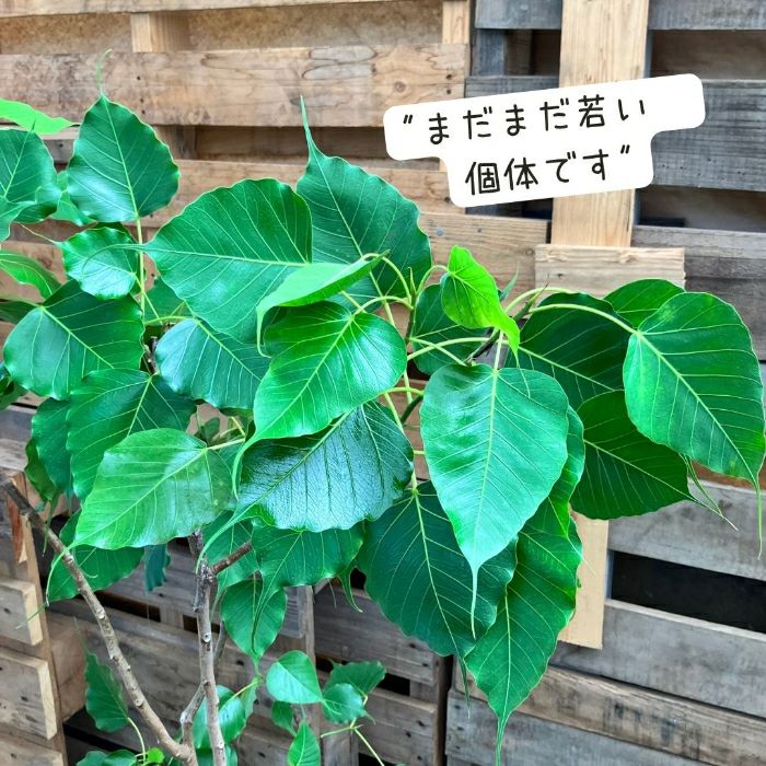観葉植物現品販売