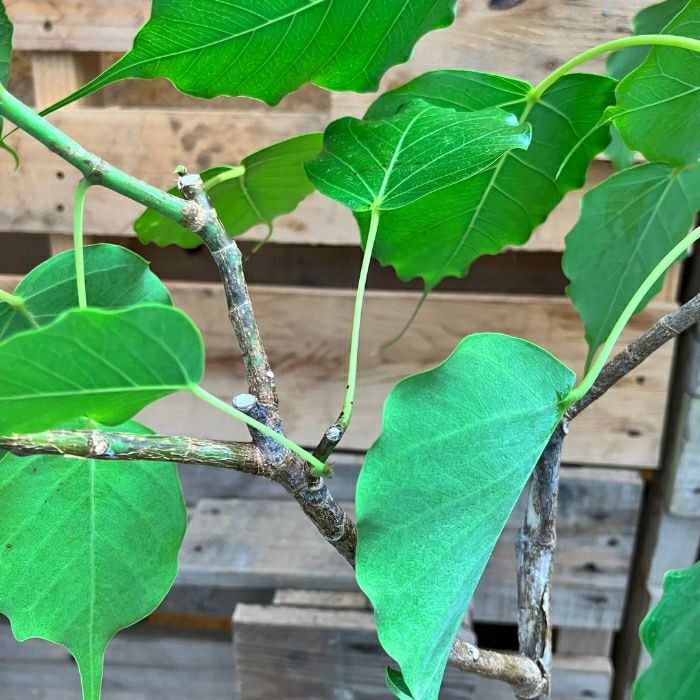 観葉植物現品販売