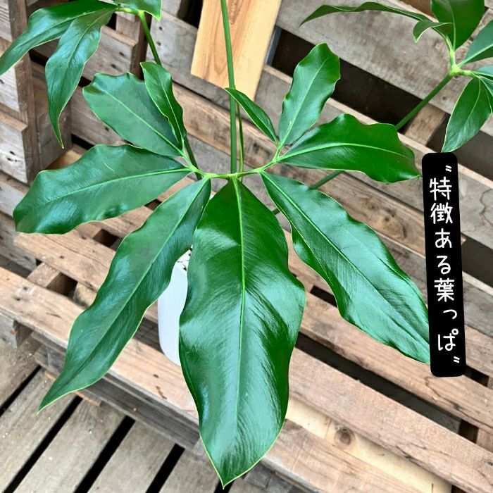 観葉植物現品販売