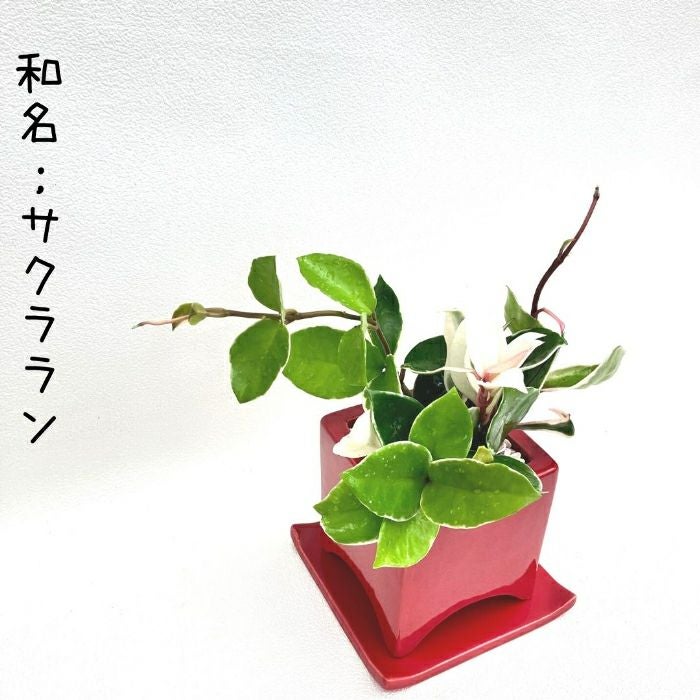 観葉植物現品販売