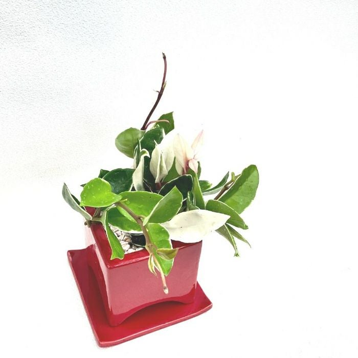 観葉植物現品販売