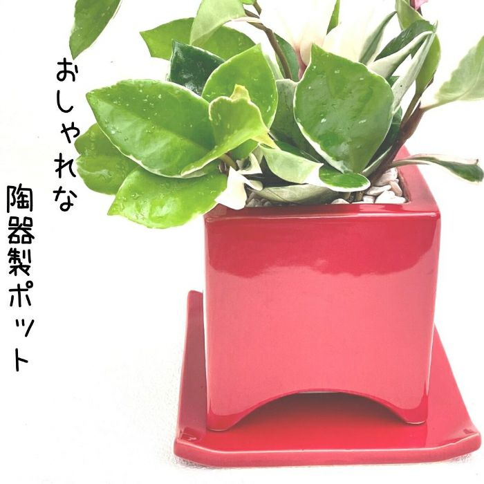 観葉植物現品販売