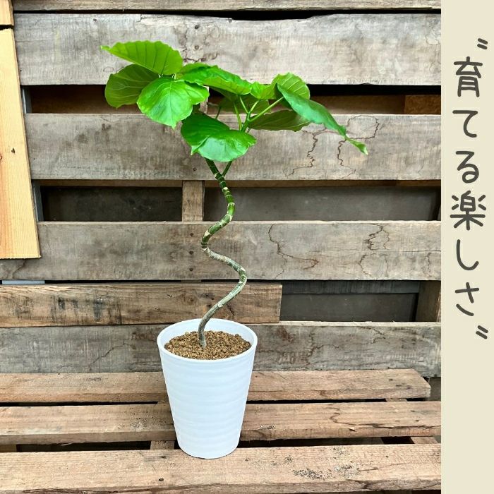 観葉植物現品販売
