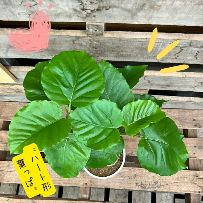 観葉植物現品販売