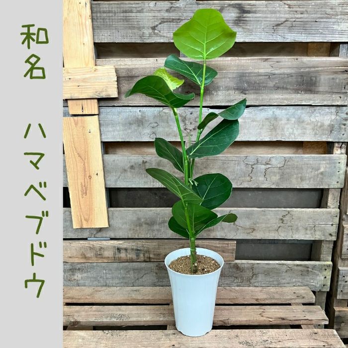 観葉植物現品販売