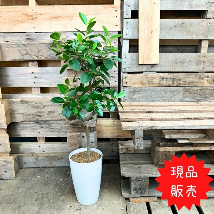 観葉植物現品販売