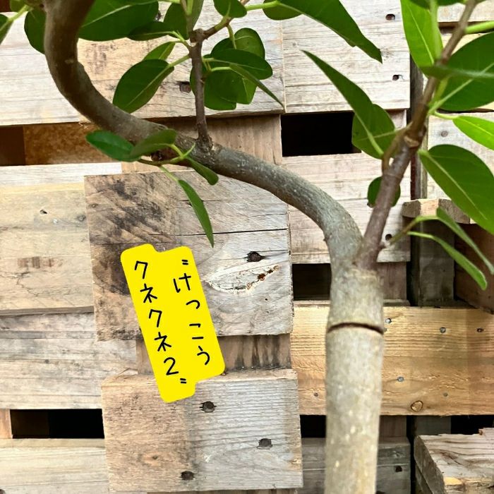 観葉植物現品販売