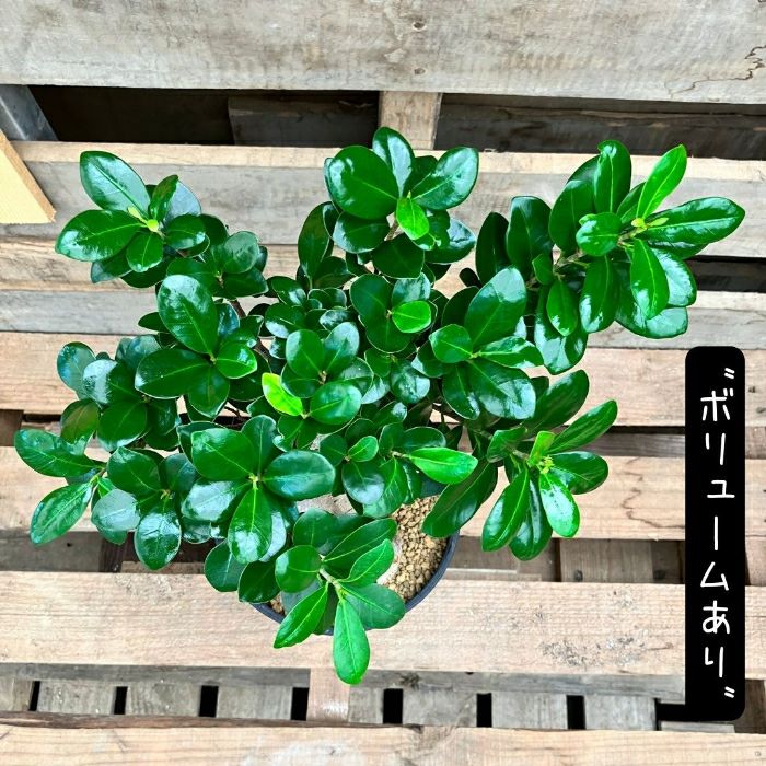 観葉植物現品販売