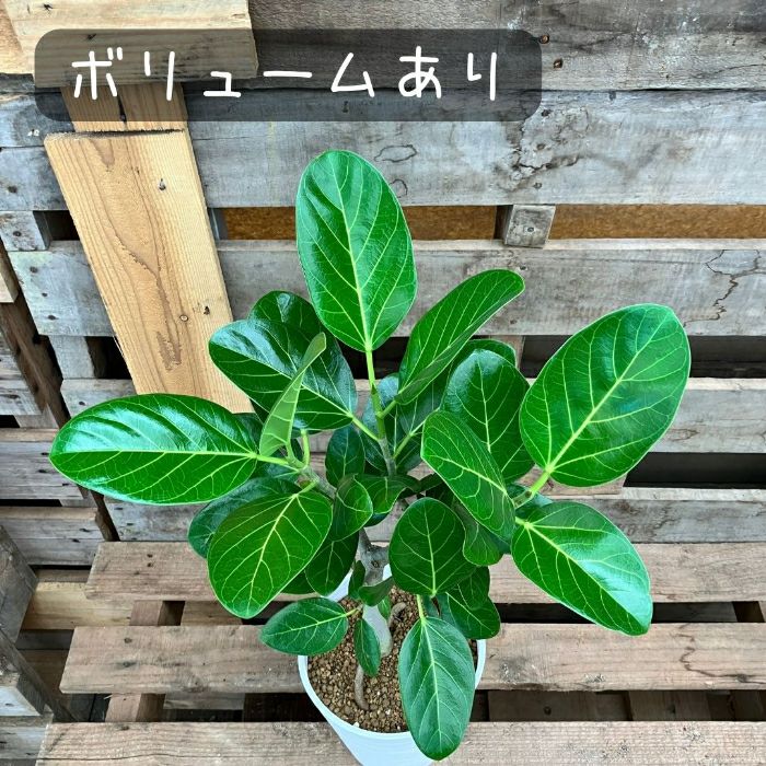 観葉植物現品販売