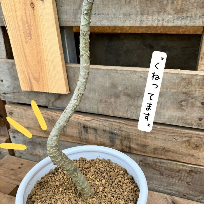 観葉植物現品販売