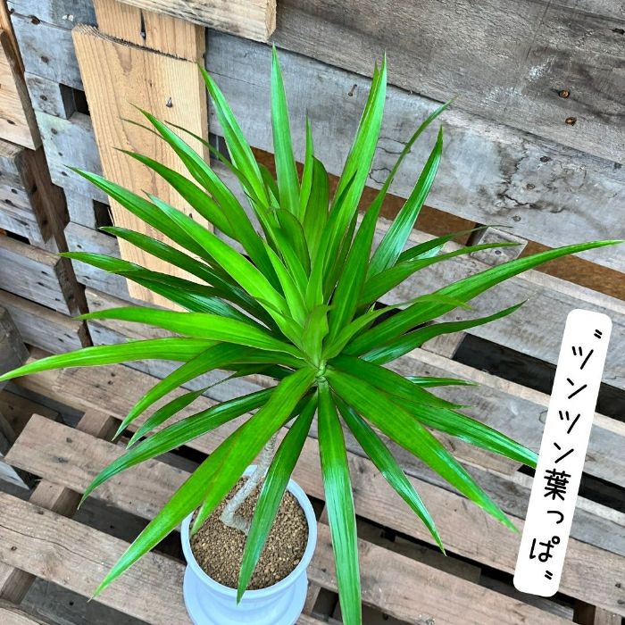 観葉植物現品販売