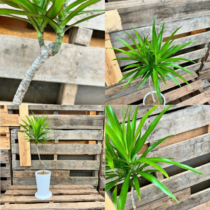 観葉植物現品販売