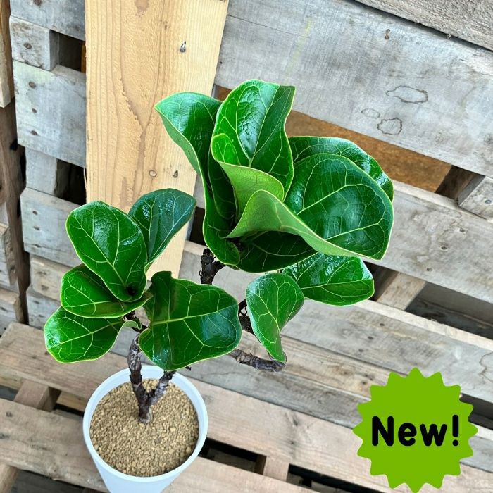 観葉植物現品販売