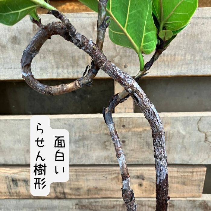 観葉植物現品販売