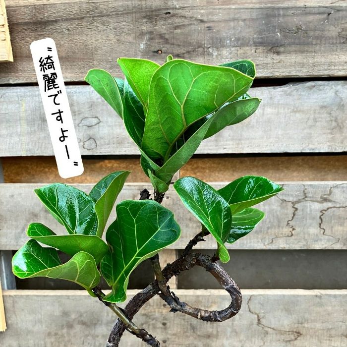 観葉植物現品販売