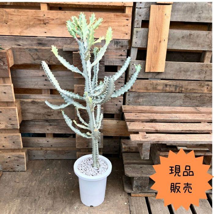 観葉植物現品販売