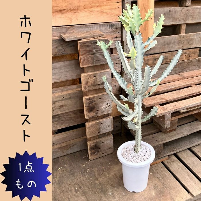 観葉植物現品販売