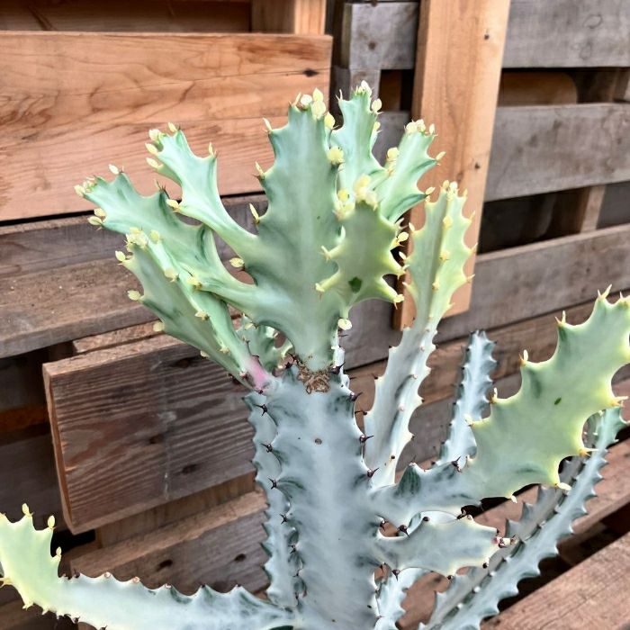 観葉植物現品販売