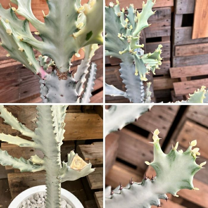 観葉植物現品販売