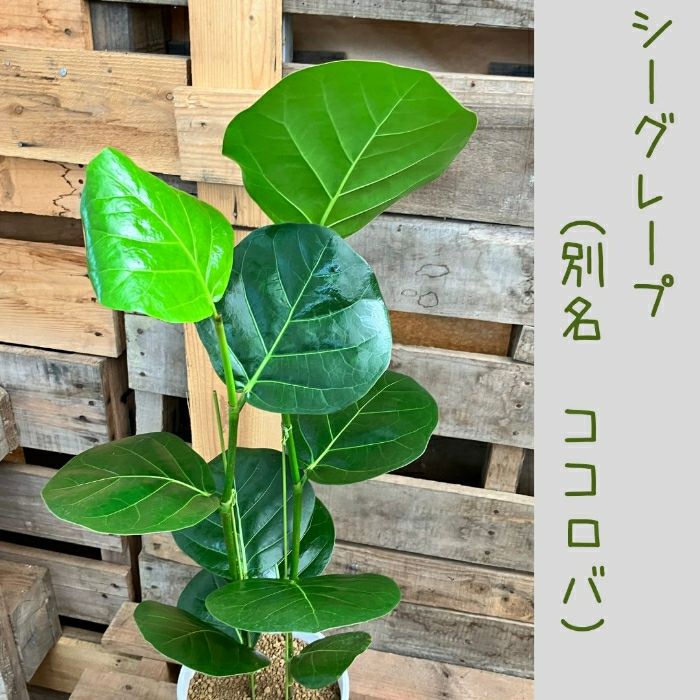 観葉植物現品販売