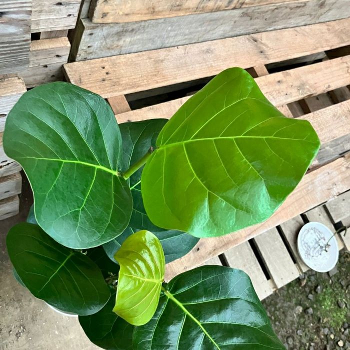 観葉植物現品販売