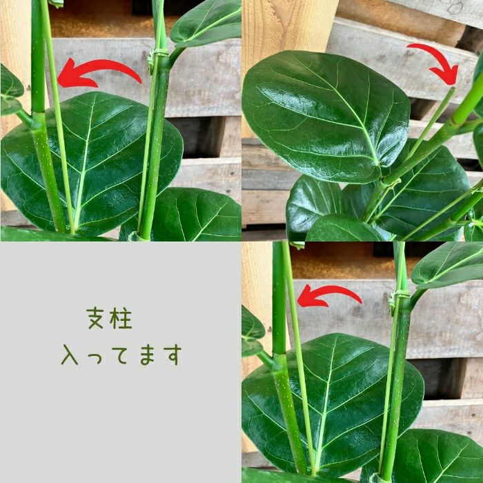 観葉植物現品販売