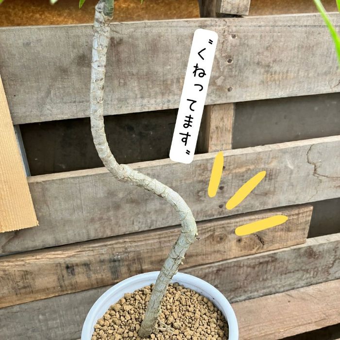 観葉植物現品販売