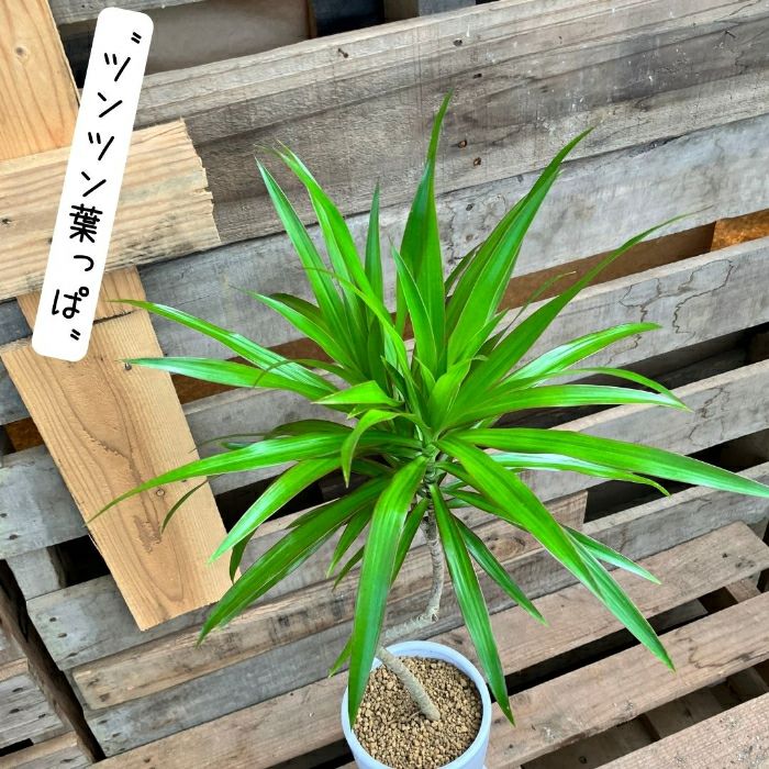 観葉植物現品販売