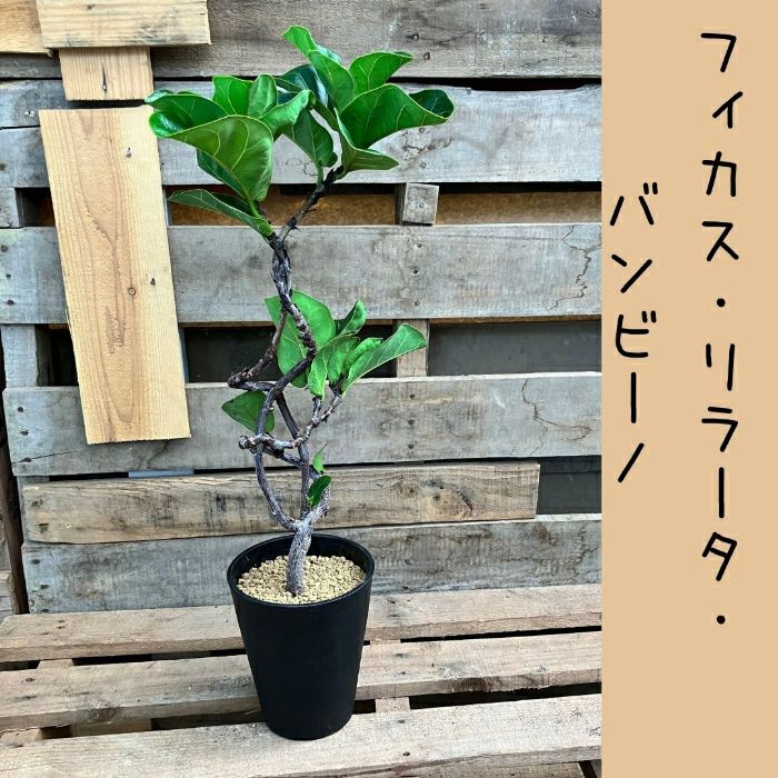 観葉植物現品販売