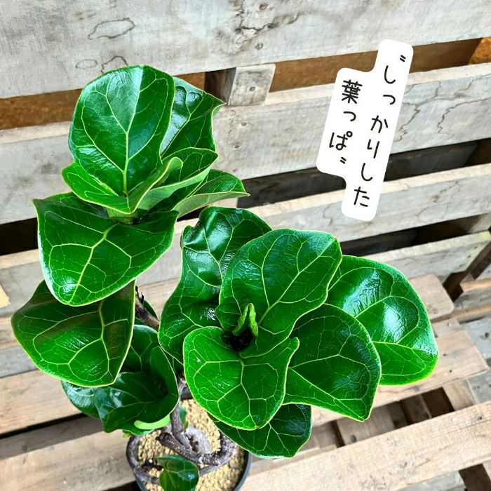 観葉植物現品販売