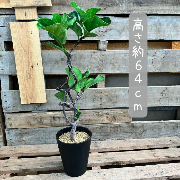 観葉植物現品販売