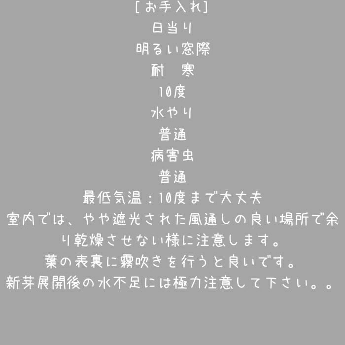 観葉植物現品販売