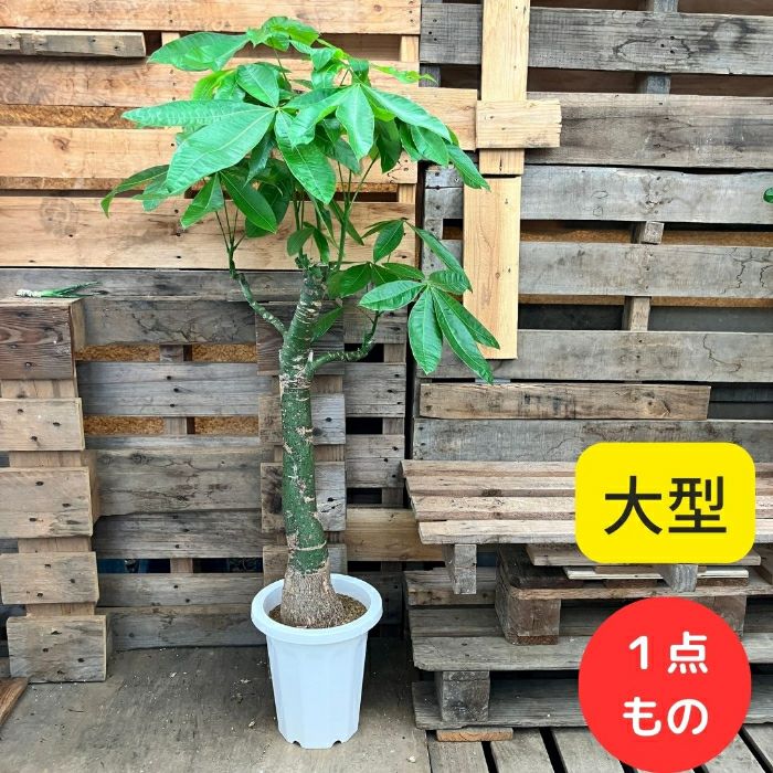 観葉植物現品販売
