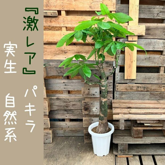 観葉植物現品販売