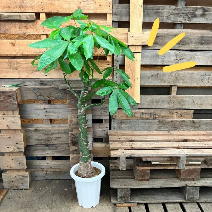 観葉植物現品販売