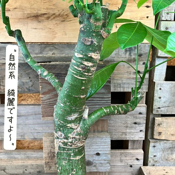 観葉植物現品販売