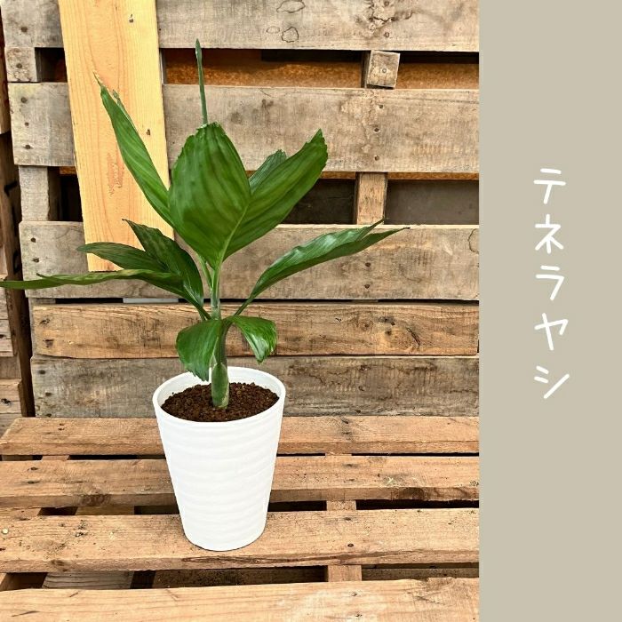 観葉植物現品販売