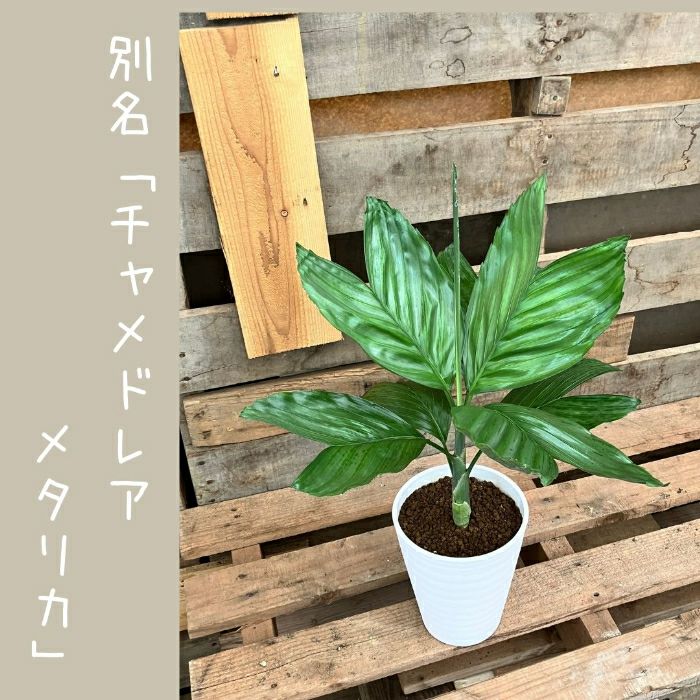 観葉植物現品販売