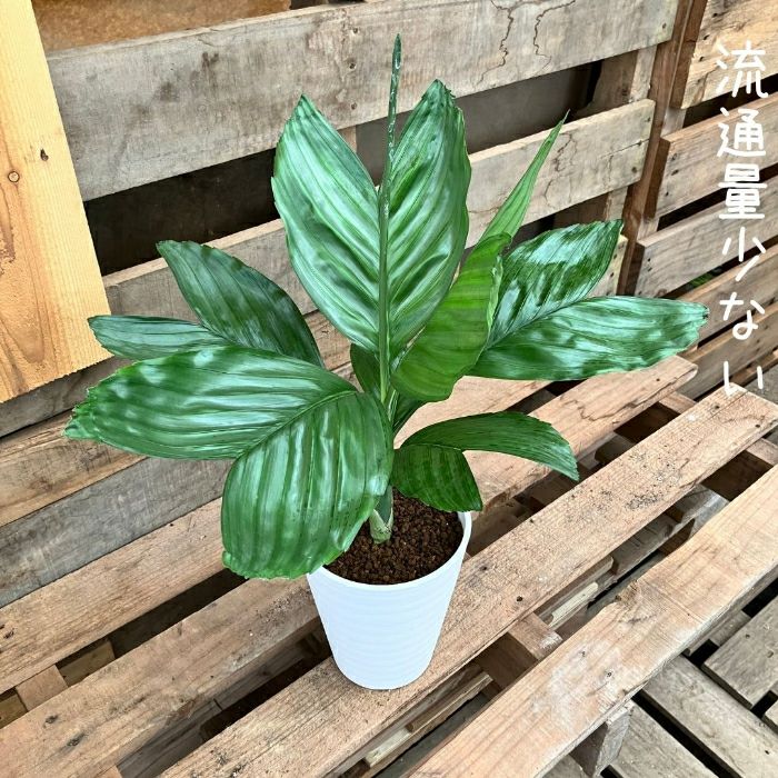 観葉植物現品販売