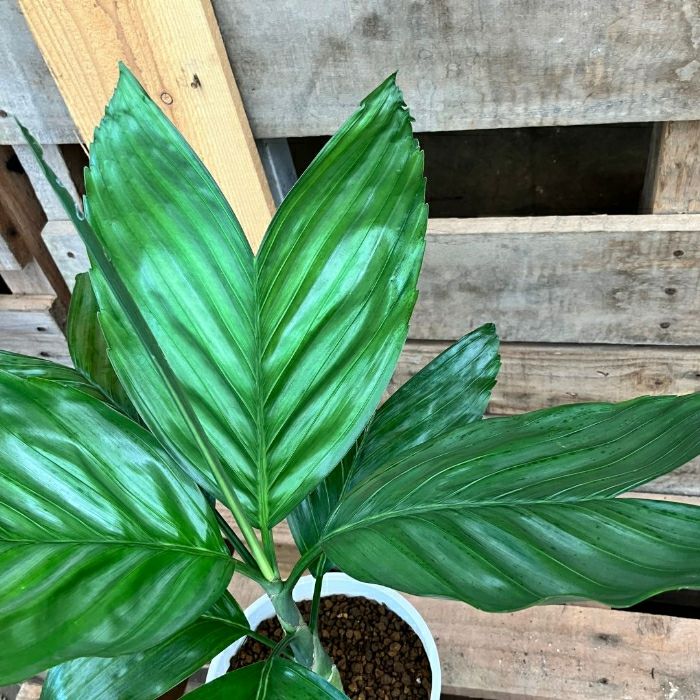 観葉植物現品販売