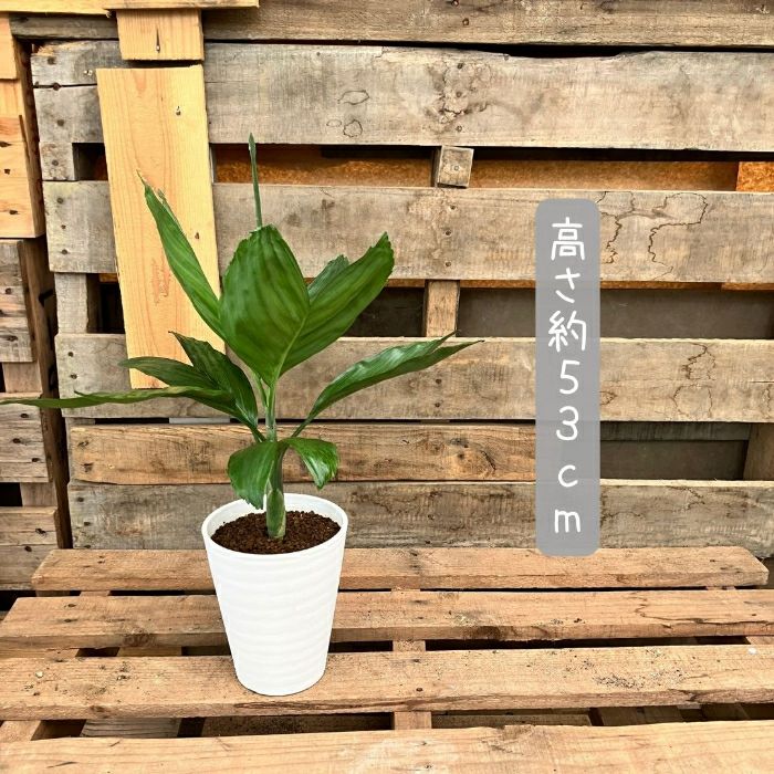 観葉植物現品販売