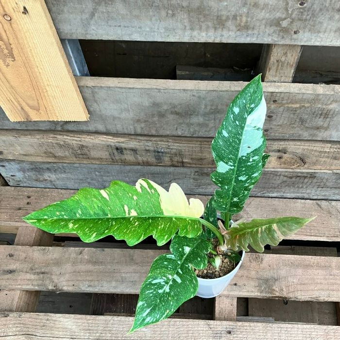 観葉植物現品販売