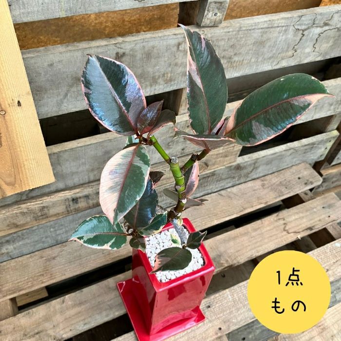 観葉植物現品販売